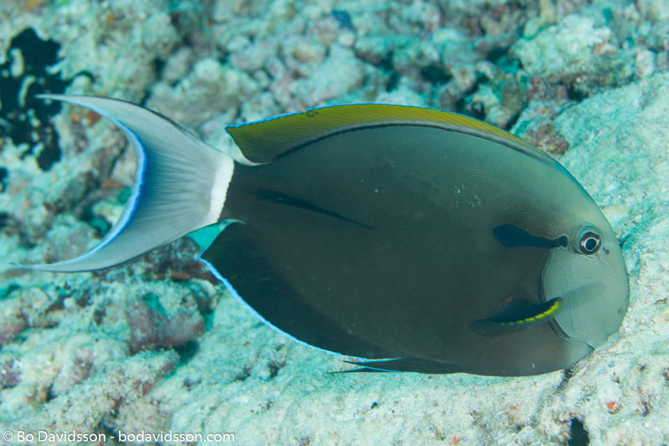 BD-130714-Maldives-0641-Acanthurus-nigricauda.-Duncker---Mohr.-1929-[Epaulette-surgeonfish].jpg